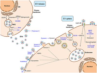 Extracellular Vesicles in Hepatobiliary Malignancies